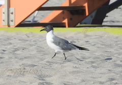 Leucophaeus atricilla