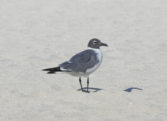 Leucophaeus atricilla