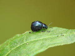 Gastrophysa janthina