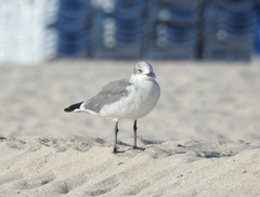 Leucophaeus atricilla
