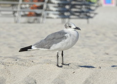 Leucophaeus atricilla