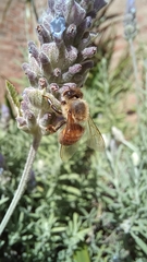 Apis mellifera