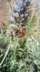 Apis mellifera