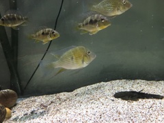Acarichthys heckelii