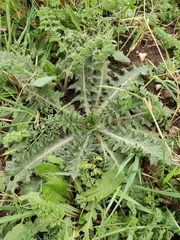 Cirsium