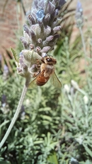 Apis mellifera