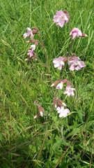 Silene × hampeana