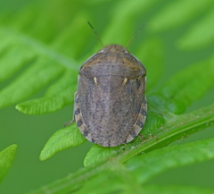 Eurygaster integriceps