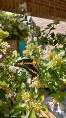 Heraclides thoas