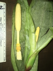 Arum italicum italicum