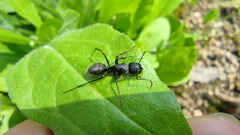 Camponotus japonicus