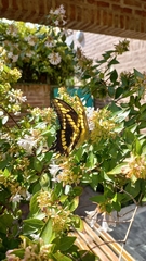 Heraclides thoas