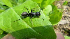 Camponotus japonicus