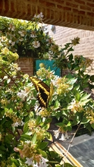Heraclides thoas
