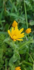 Calendula arvensis