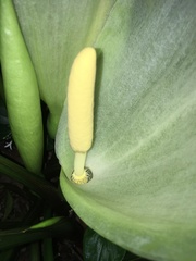 Arum italicum italicum