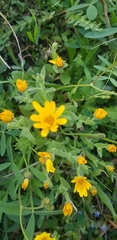 Calendula arvensis
