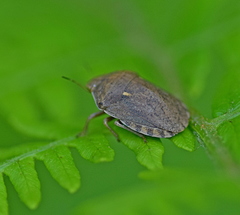 Eurygaster integriceps