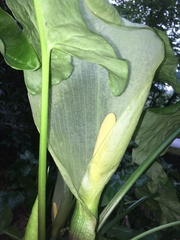Arum italicum italicum