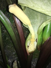 Arum italicum italicum