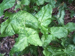 Arum italicum italicum