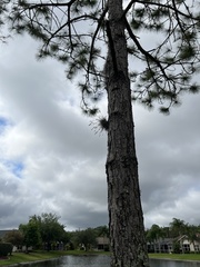 Tillandsia recurvata image