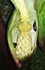 Arum italicum italicum