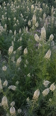 Reseda alba