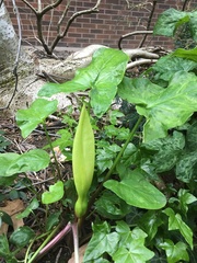 Arum italicum italicum