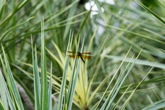 Neurothemis ramburii
