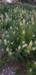Reseda alba