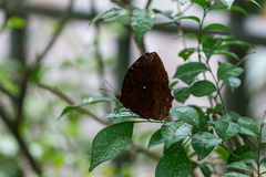 Elymnias hypermnestra