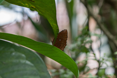 Elymnias hypermnestra