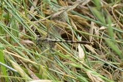 Arigomphus submedianus