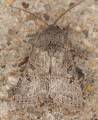 Protorthodes melanopis