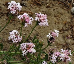 Verbena aurantiaca