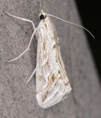 Evergestis vinctalis