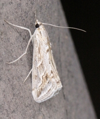 Evergestis vinctalis