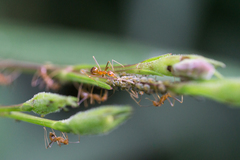 Anoplolepis gracilipes