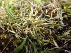 Homalothecium arenarium