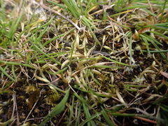 Homalothecium arenarium