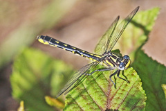 Hylogomphus apomyius