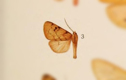 Palaeomolis garleppi