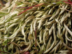 Homalothecium arenarium