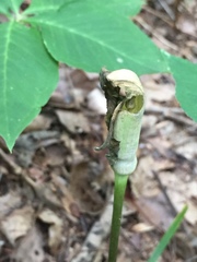 Arisaema quinatum