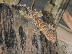 Gekko gecko
