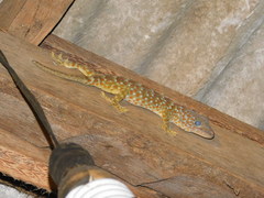 Gekko gecko