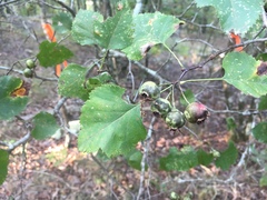 Crataegus pruinosa