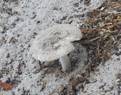 Amanita arenicola