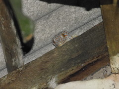 Gekko gecko